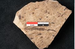 Foto (Detailansicht) von Araucaria sternbergii Goeppert (NHMW-GEO-2024-0188-8308)